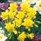 Golden Ducat Double Narcissus/Daffodil 7 Bulbs - 14/16 cm Bulbs